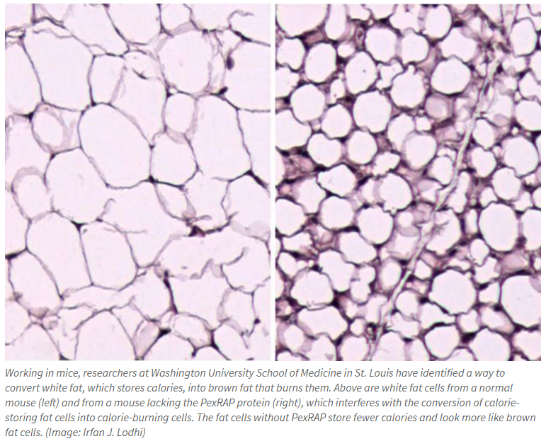 Scientists find way to convert bad body fat into good fat