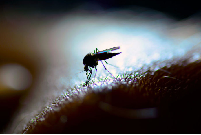 Key malaria parasite findings could lead to new treatments