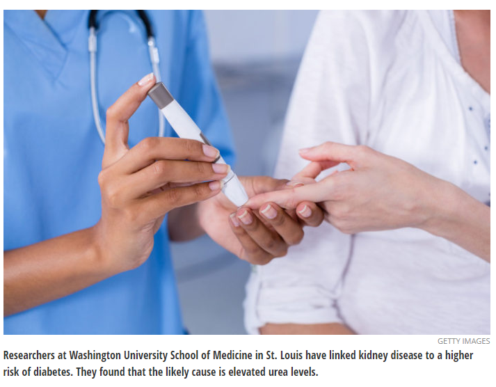 Kidney disease increases risk of diabetes, study shows