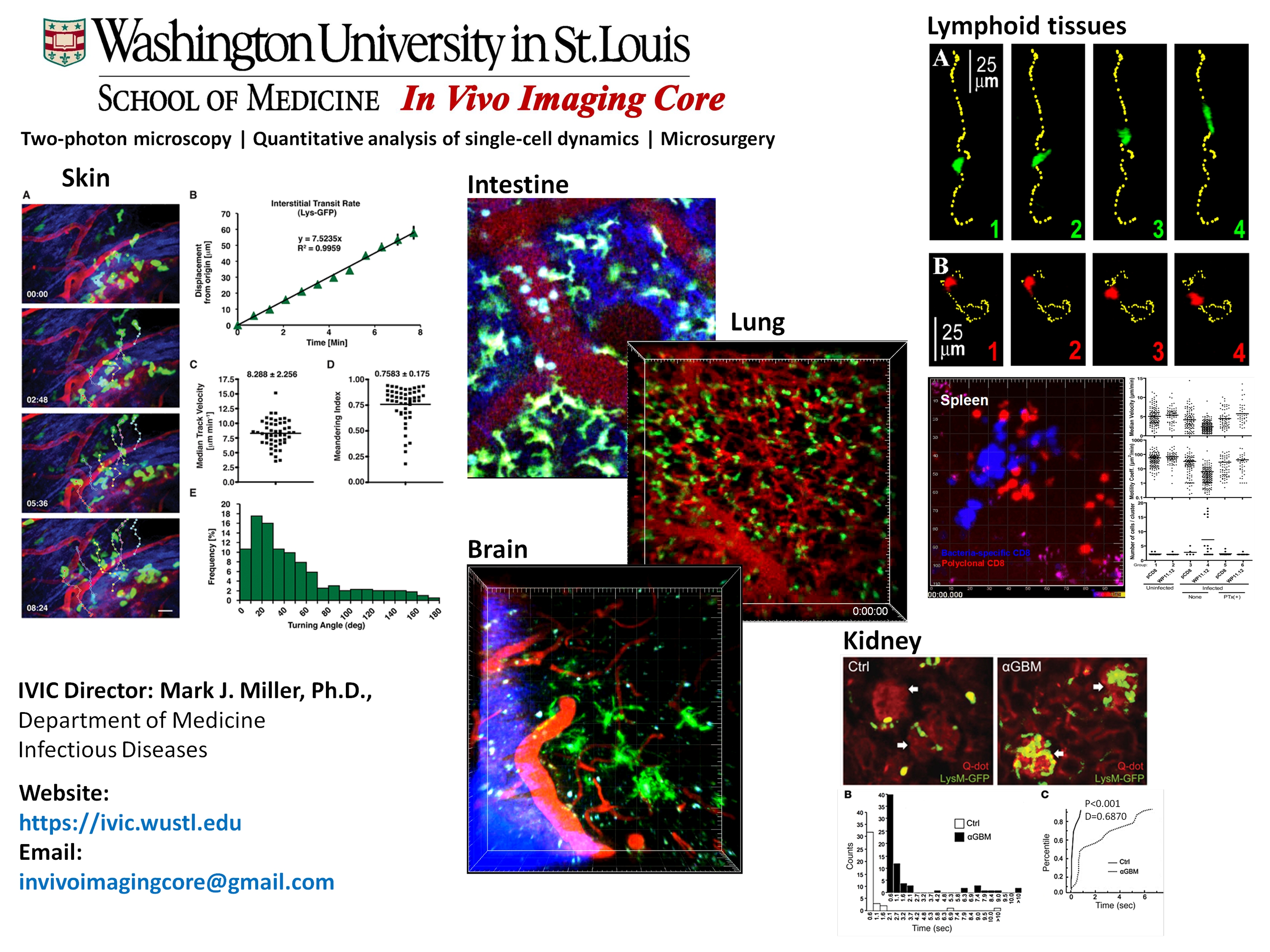 In Vivo Imaging Core