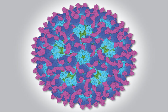 Snapshot of chikungunya could lead to drugs, vaccines for viral arthritis