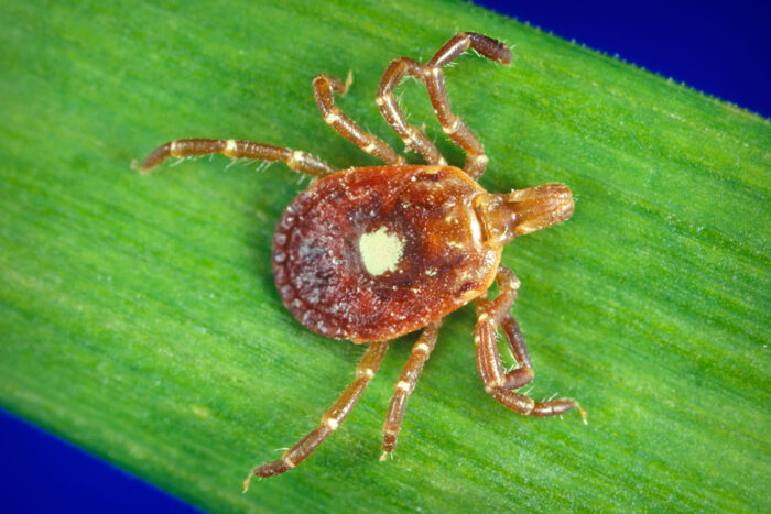 Deadly tick-borne virus cured with experimental flu drug, in mice