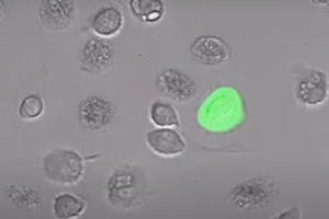 Human immune cells have natural alarm system against HIV