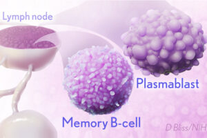 mRNA Vaccines May Pack More Persistent Punch Against COVID-19 Than Thought
