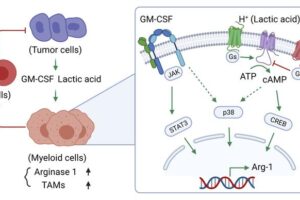 Cross-discipline team publish study, “Breast cancer-derived GM-CSF regulates arginase 1 in myeloid cells to promote an immunosuppressive microenvironment”