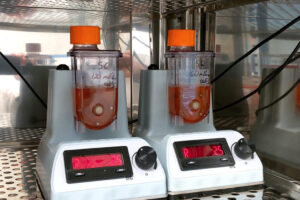 Findings may lead to improved insulin-secreting cells derived from stem cells