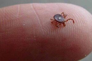 Maya Jerath, MD, PhD talks with KMOX Total Information AM about Alpha-gal syndrome 