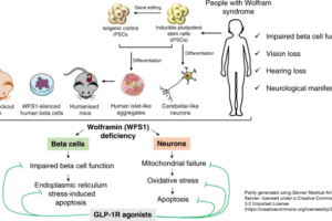Brown, Urano and colleagues publish an article on a potential treatment for human, preclinical Wolfram syndrome cases 