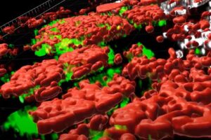 Complexity of tumors revealed in 3D