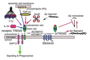 Study reports molecular interaction map of Alzheimer’s disease target TREM2