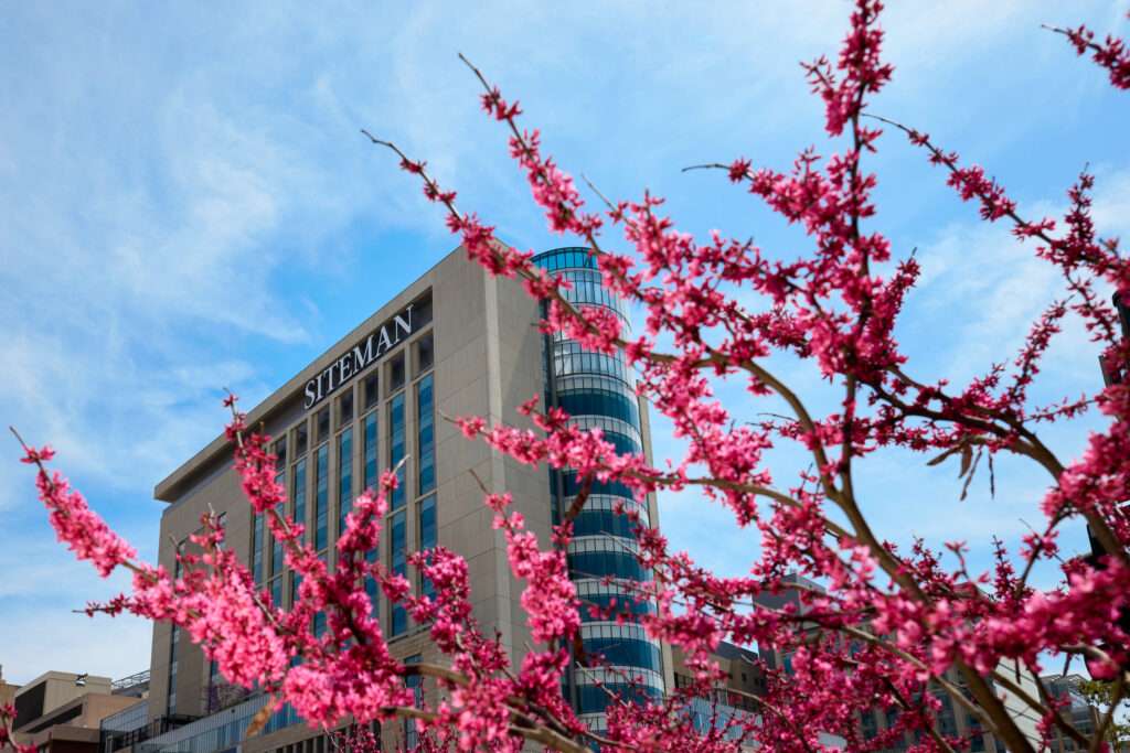 Red bud trees blossom near Forest Park Avenue and Kingshighway near Siteman Cancer Center, Center for Advanced Medicine and St. Louis Children’s Hospital on April 21, 2022. MATT MILLER/WASHINGTON UNIVERSITY SCHOOL OF MEDICINE