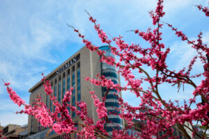 Red bud trees blossom near Forest Park Avenue and Kingshighway near Siteman Cancer Center, Center for Advanced Medicine and St. Louis Children’s Hospital on April 21, 2022. MATT MILLER/WASHINGTON UNIVERSITY SCHOOL OF MEDICINE