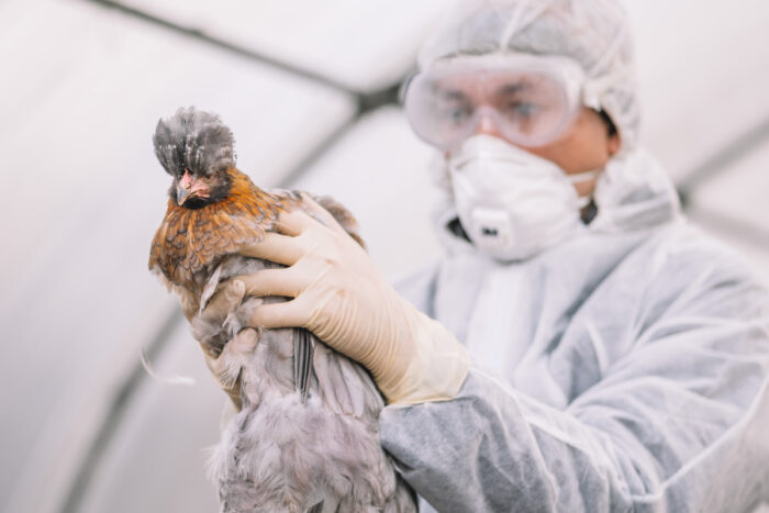 Nasal vaccine combats bird flu infection in rodents - John T. Milliken ...