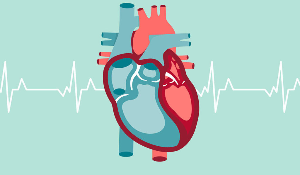 WashU Medicine researchers have received two grants from the NIH to study the roles of troponin — a critical protein in the heart — in various forms of heart failure. (Image: Sara Moser/WashU Medicine)