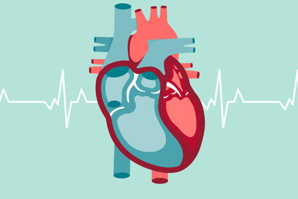 $6.4 million supports studies of cardiac muscle function in heart failure
