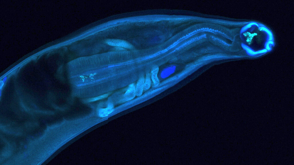 WashU Medicine researchers genetically modified hookworms to produce and deliver a therapeutic antibody inside a host, a proof-of-concept that could lead to long-lasting treatments for chronic disease or exposure to toxins in remote settings. (Image courtesy of Makedonka Mitreva)