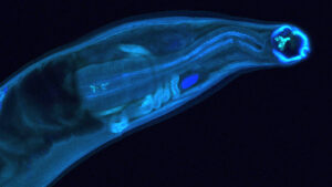 WashU Medicine researchers genetically modified hookworms to produce and deliver a therapeutic antibody inside a host, a proof-of-concept that could lead to long-lasting treatments for chronic disease or exposure to toxins in remote settings. (Image courtesy of Makedonka Mitreva)