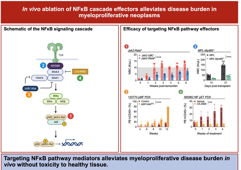 Targeting NFκB pathway mediators ca alleviates myeloproliferative disease burden in vivo without toxicity to health tissue