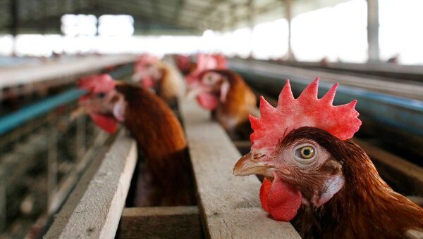 As bird flu spreads in the US, is it safe to eat eggs? What to know about the risk to humans