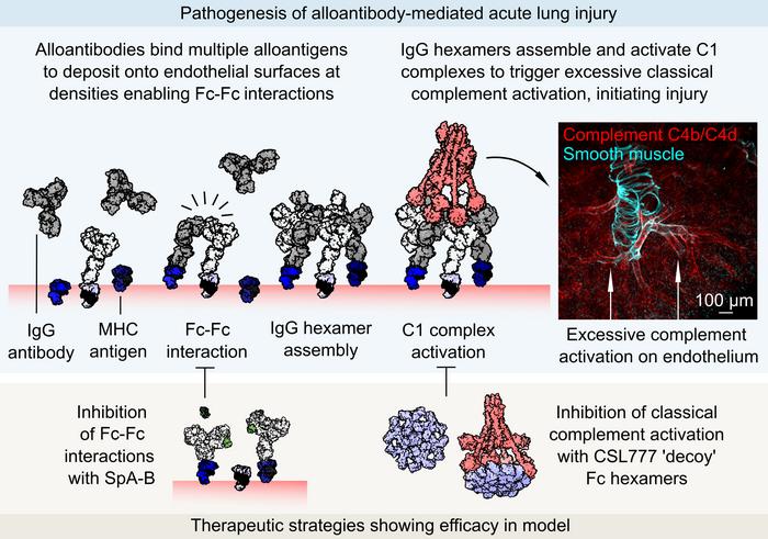 "Hexamerization: explaining the original sin of IgG-mediated complement activation in acute lung injury"