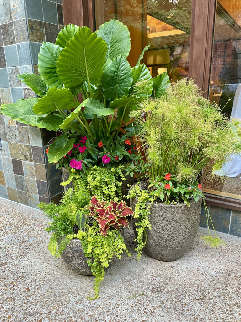 Plants in patio area