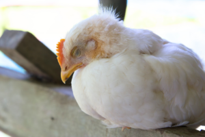 ‘Very concerned’: Experts watching Missouri’s first human bird flu case closely